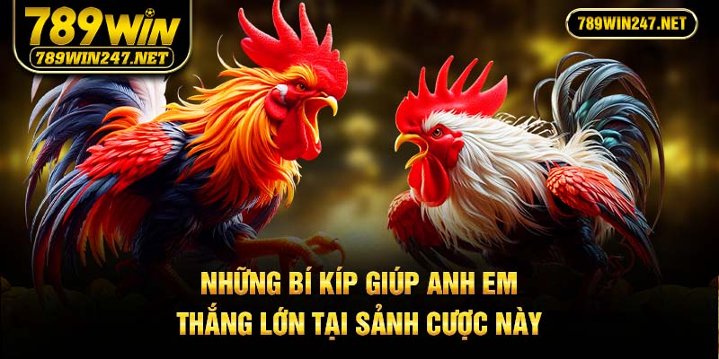 Những bí kíp giúp anh em thắng lớn tại sảnh cược này